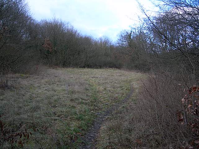 I  Funghi  dopo  l''Uragano